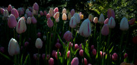 20160503-Tulip Festival-0004 © Sunbaked Photography