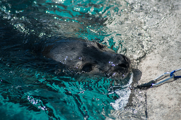 20120829-Hogle Zoo-0146 © Sunbaked Photography