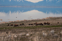 20130325-Antelope Island-0033-Sunbaked Photography