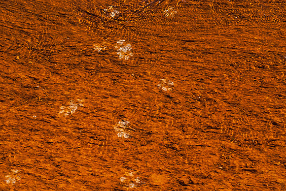 20070911 - Yellowstone NP - 930 © SunBaked Photography