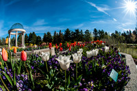 20140502-Tulip Festival-0072 © Sunbaked Photography
