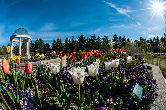 20140502-Tulip Festival-0072 © Sunbaked Photography