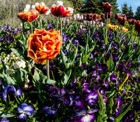 20140502-Tulip Festival-0084 © Sunbaked Photography