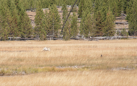 20100915-Yellowstone NP-6132 © SunBaked Photography
