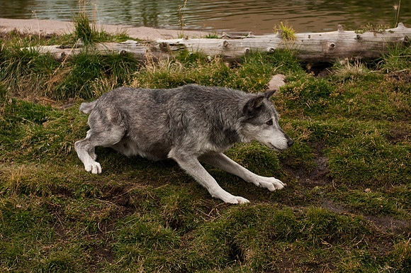 20100914-Yellowstone NP-5486 © SunBaked Photography