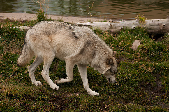 20100914-Yellowstone NP-5466 © SunBaked Photography